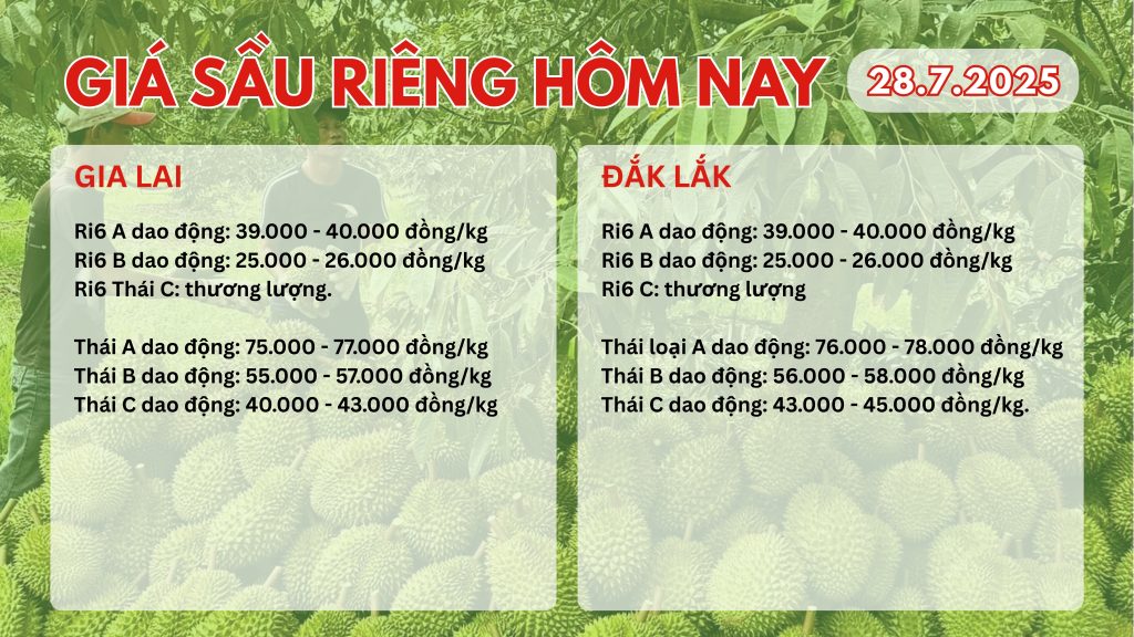 gia-sau-rieng-hom-nay