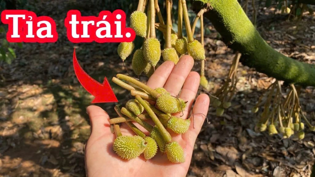 tia-trai-sau-rieng