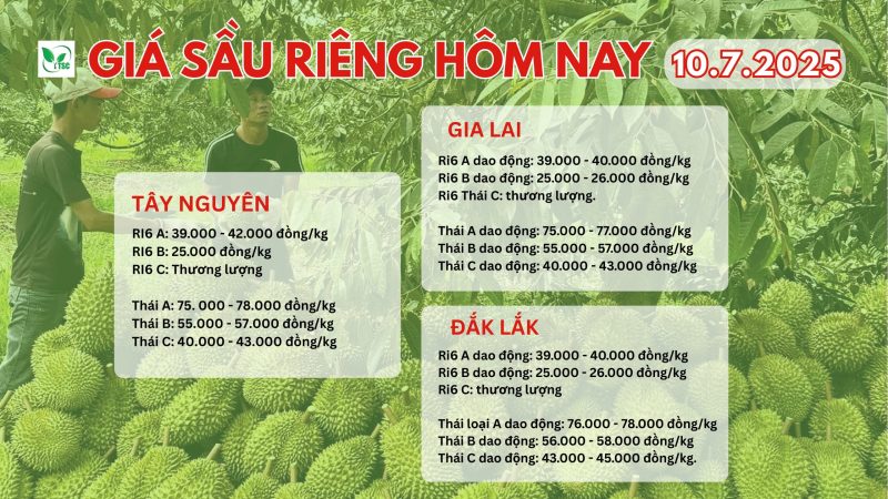 Cập Nhật Giá Sầu Riêng Hôm Nay 10/7/2025 gia-sau-rieng-hom-nay