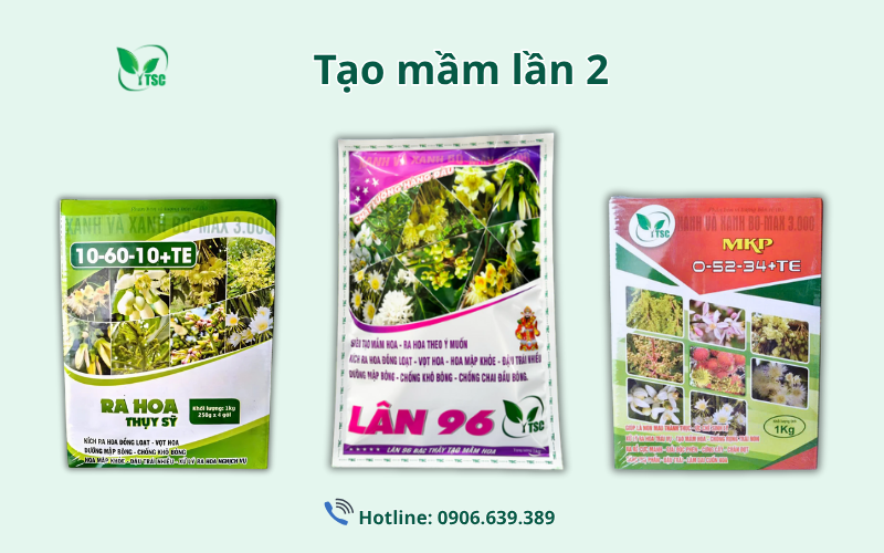 Bật Mí Kỹ Thuật Làm Bông Mít Ruột Đỏ Từ A-Z ky-thuat-lam-bong-mit-ruot-do