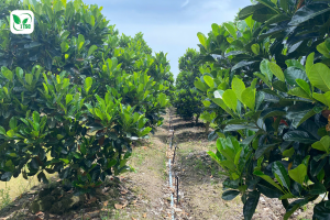 Cách tỉa vườn tạo tán