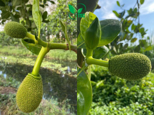 Cách cử lý mít ra hoa