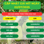 GIÁ MÍT HÔM NAY NGÀY 02/07/2025