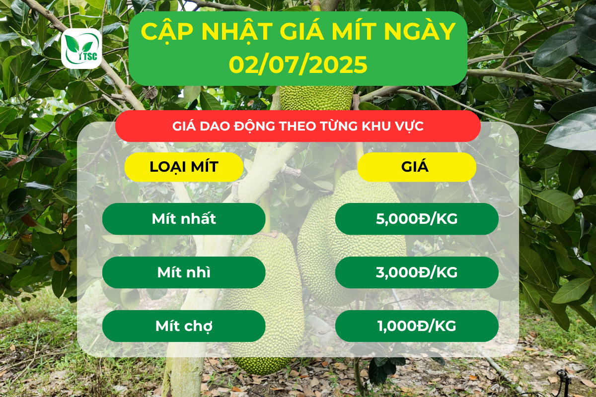 Gia-mit-02.07.2025