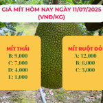 GIÁ MÍT HÔM NAY NGÀY 11/07/2025