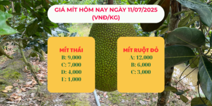 Giá mít hôm nay ngày 11/07/2025