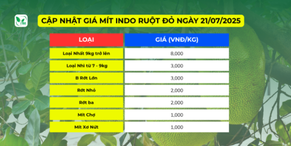 CẬP NHẬT GIÁ MÍT RUỘT ĐỎ NGÀY 21.07.2025 Giá mít ruột đỏ ngày 21/07/2025
