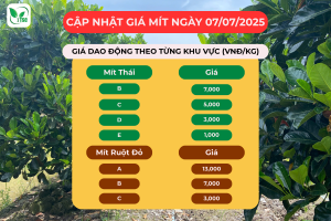 Gia-mit-hom-nay-7.7