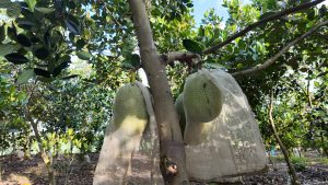 Giá mít ruột đỏ hôm nay