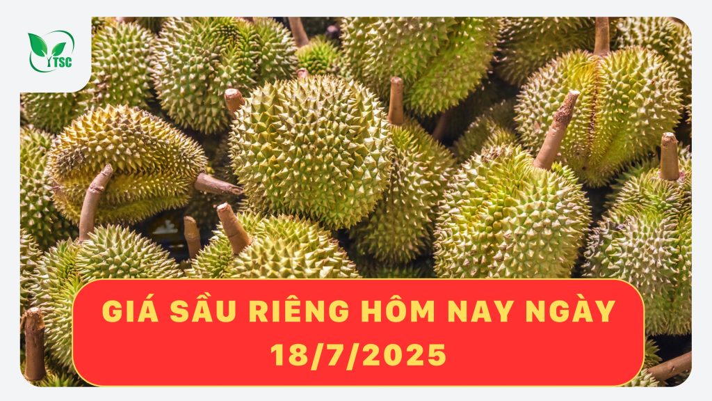 gia-sau-rieng-hom-nay-18-7-2025