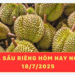 Giá sầu riêng hôm nay ngày 18/7/2025