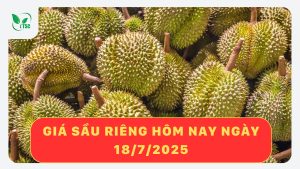 gia-sau-rieng-hom-nay-18-7-2025