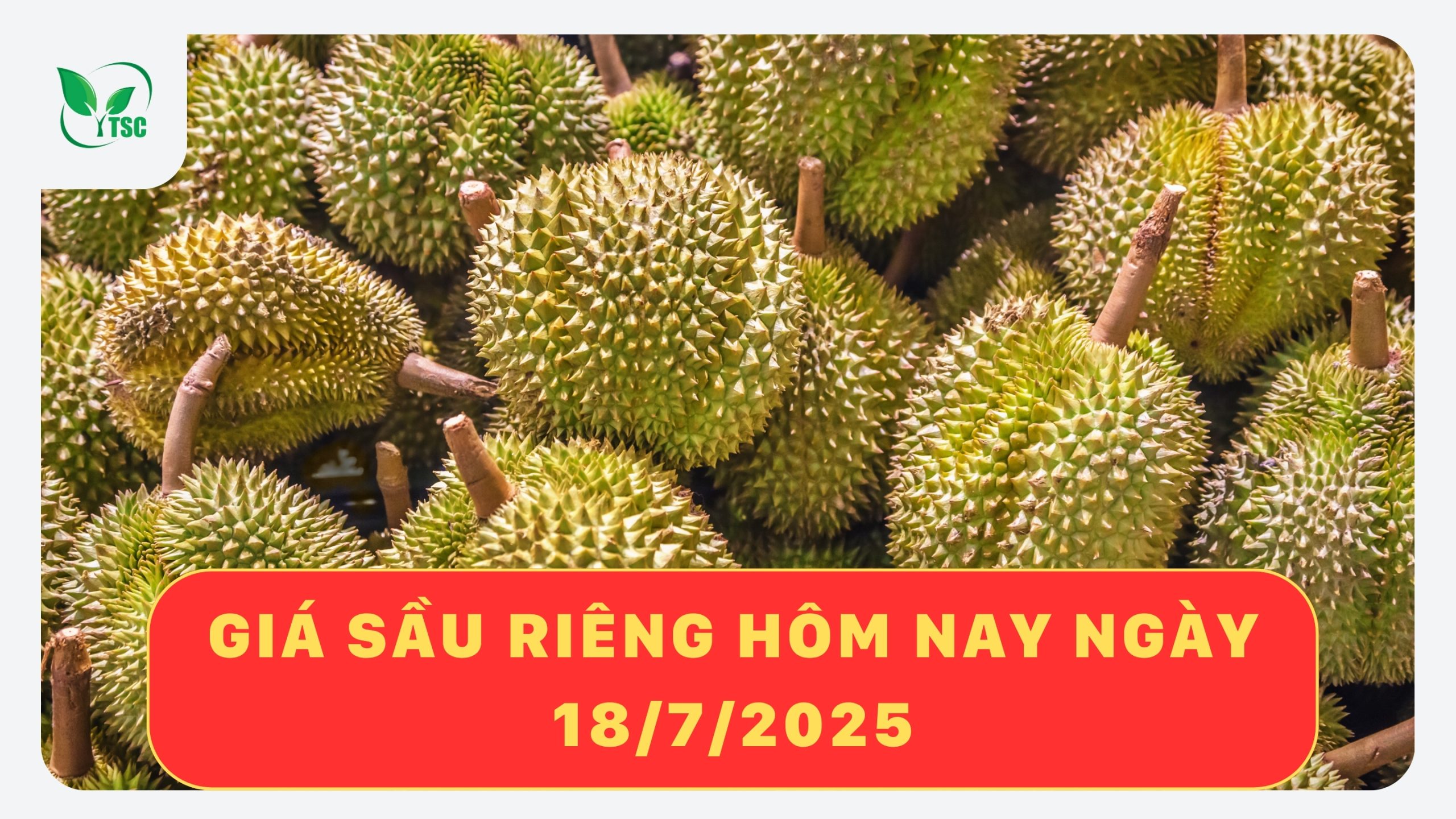 gia-sau-rieng-hom-nay-18-7-2025