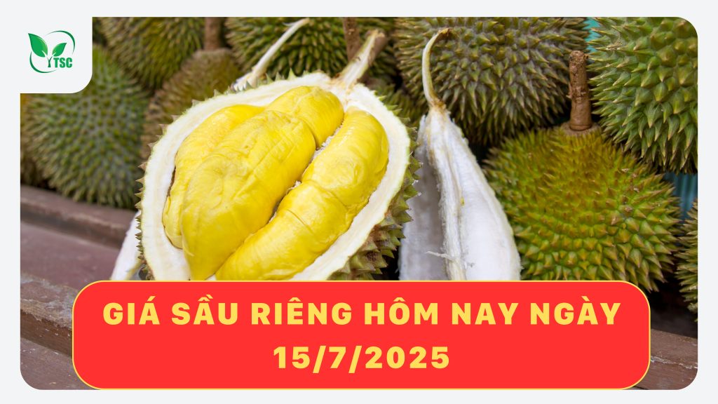 gia-sau-rieng-hom-nay-ngay-15-7-2025