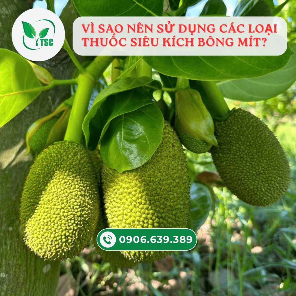 Kỹ thuật siêu kích bông mít ra hoa đồng đều, đậu trái cao vi-sao-nen-su-dung-sieu-kich-bong-mit