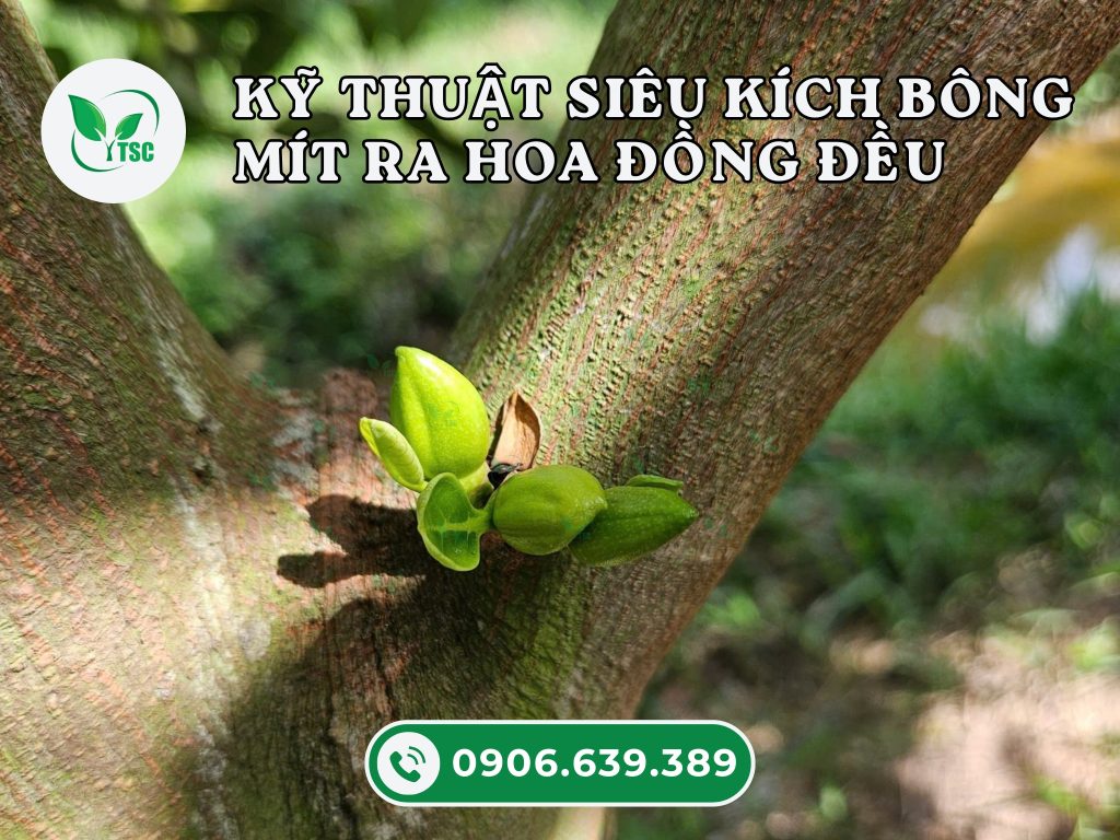 ky-thuat-sieu-kich-bong-mit-ra-hoa-dong-deu