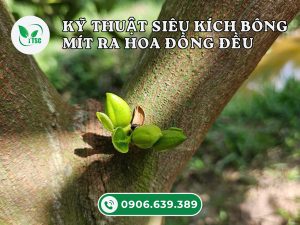 ky-thuat-sieu-kich-bong-mit-ra-hoa-dong-deu