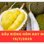 Giá sầu riêng hôm nay ngày 15/7/2025