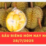 Giá sầu riêng hôm nay ngày 28/7/2025 – Xuất khẩu khởi sắc, nhiều vùng trồng trọng điểm giá tăng nhẹ 