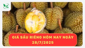 gia-sau-rieng-hom-nay-ngay-28-7-2025
