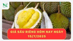 gia-sau-rieng-hom-nay-ngay-15-7-2025