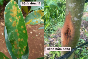 CẬP NHẬT GIÁ MÍT HÔM NAY NGÀY 14/07/2025 Giá mít hôm nay