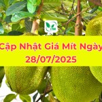 GIÁ MÍT HÔM NAY NGÀY 28.07.2025