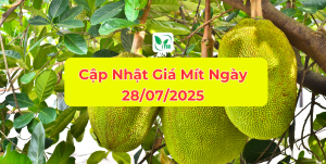 Noi dung doan van ban cua ban