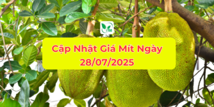 GIÁ MÍT HÔM NAY NGÀY 28.07.2025 Giá mít hôm nay ngày 28/07/2025