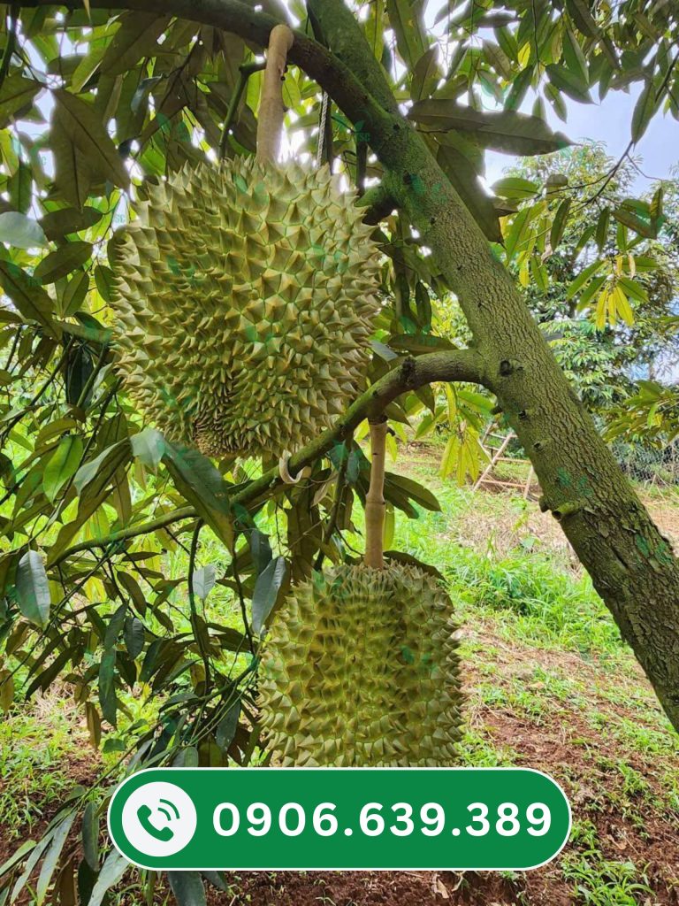 Giá sầu riêng hôm nay ngày 15/7/2025 tia-trai-sau-rieng