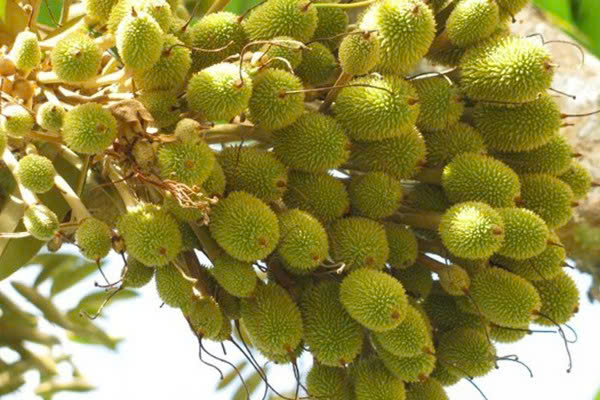 cung-cap-dinh-duong-nuoi-trai-sau-rieng
