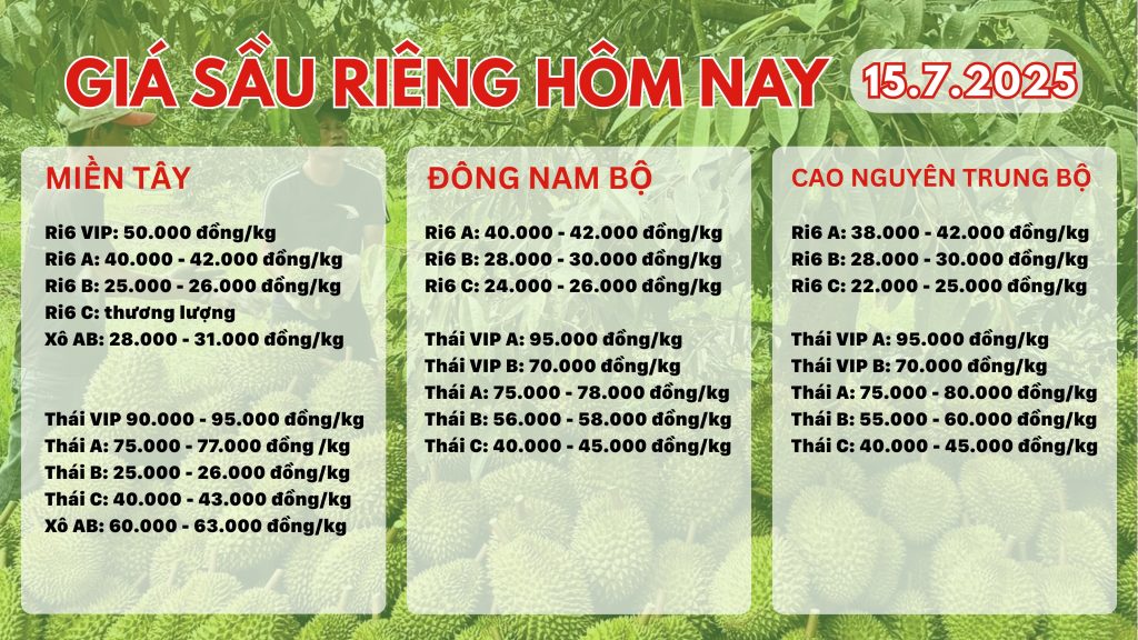 Giá sầu riêng hôm nay ngày 15/7/2025 gia-sau-rieng-hom-nay-ngay-15-7-2025