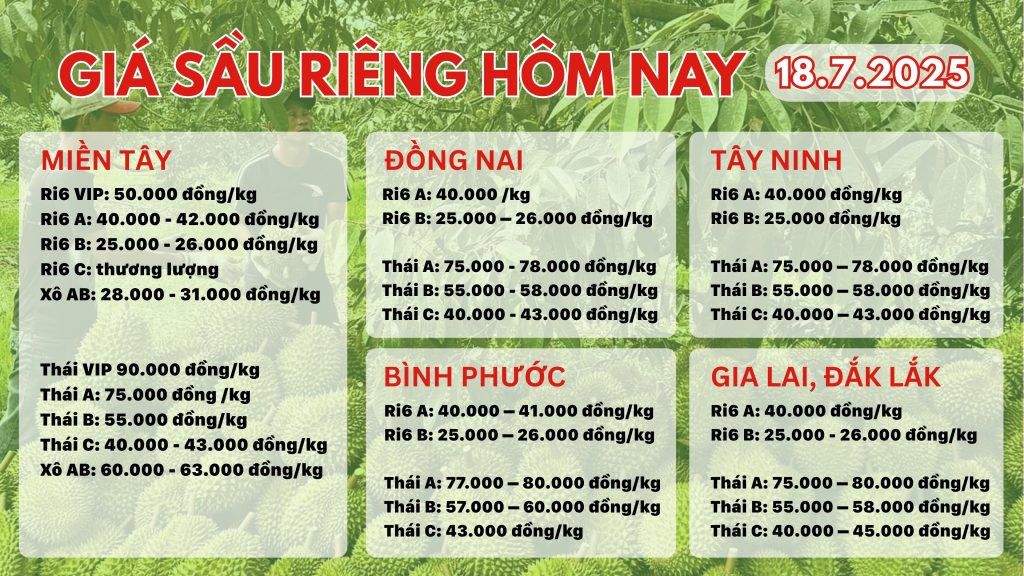 Giá sầu riêng hôm nay ngày 18/7/2025 gia-sau-rieng-hom-nay-18-7-2025