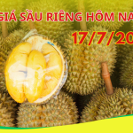 Cập Nhật Giá Sầu Riêng Hôm Nay 17/7/2025 Tại Các Khu Vực Trên Cả Nước