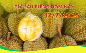 gia-sau-rieng-hom-nay