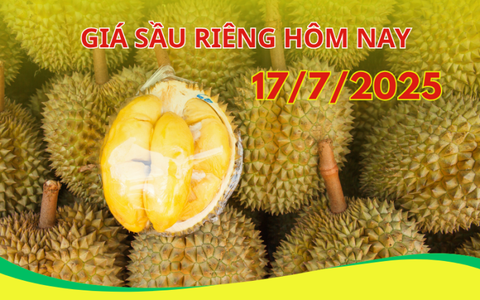 gia-sau-rieng-hom-nay 17/7/2025