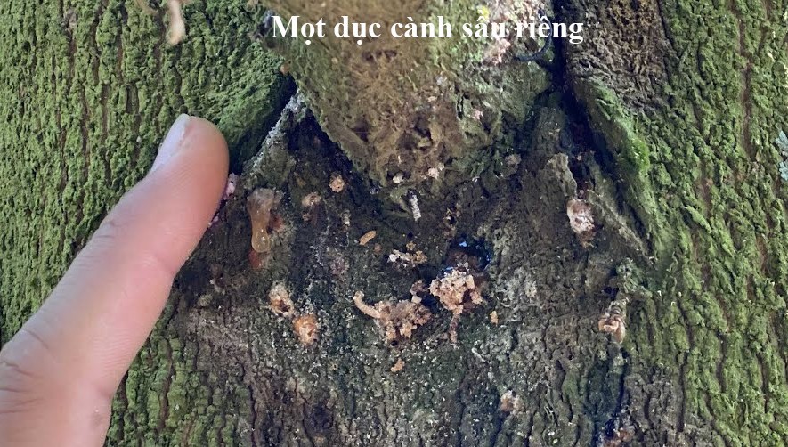 Giá sầu riêng hôm nay ngày 9/7/2025 mot-sau-duc-canh