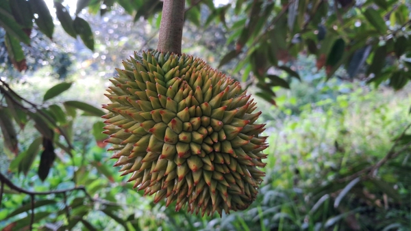 Giá sầu riêng hôm nay ngày 18/7/2025 vi-sao-sau-rieng-bi-do-gai