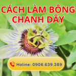 Cách Làm Bông Chanh Dây Đơn Giản Chỉ Với 3 Giai Đoạn