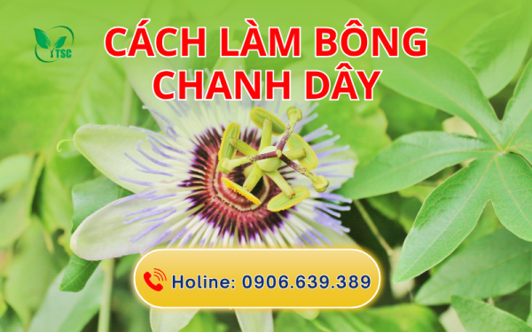 Cách Làm Bông Chanh Dây