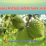 Giá sầu riêng hôm nay 4/8/2025 – Có Sự Biến Động Nhẹ