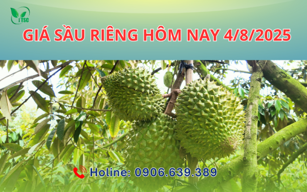 Giá sầu riêng hôm nay 4/8/2025 Có Sự Biến Động Nhẹ