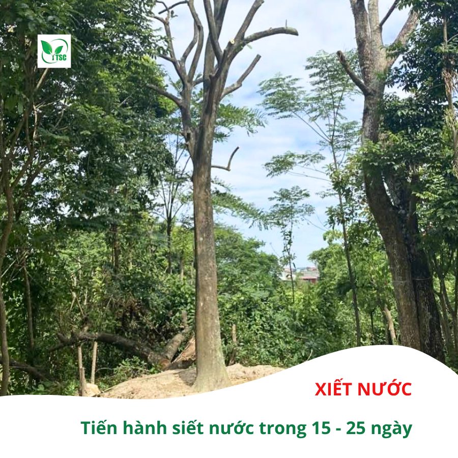 quy-trinh-5-buoc-lam-bong-cay-buoi-mua-nghich