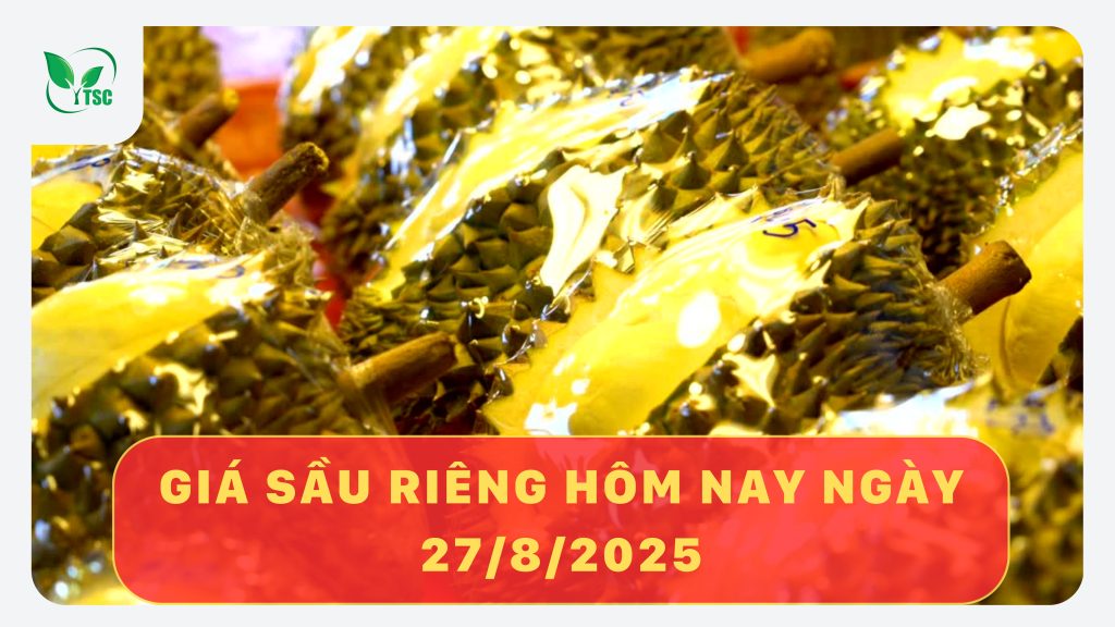 gia-sau-rieng-hom-nay-ngay-27-8-2025