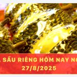 Giá sầu riêng hôm nay ngày 27/8/2025 – RI6 giảm sâu, sầu Thái giữ mức cao