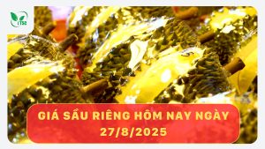 gia-sau-rieng-hom-nay-ngay-27-8-2025