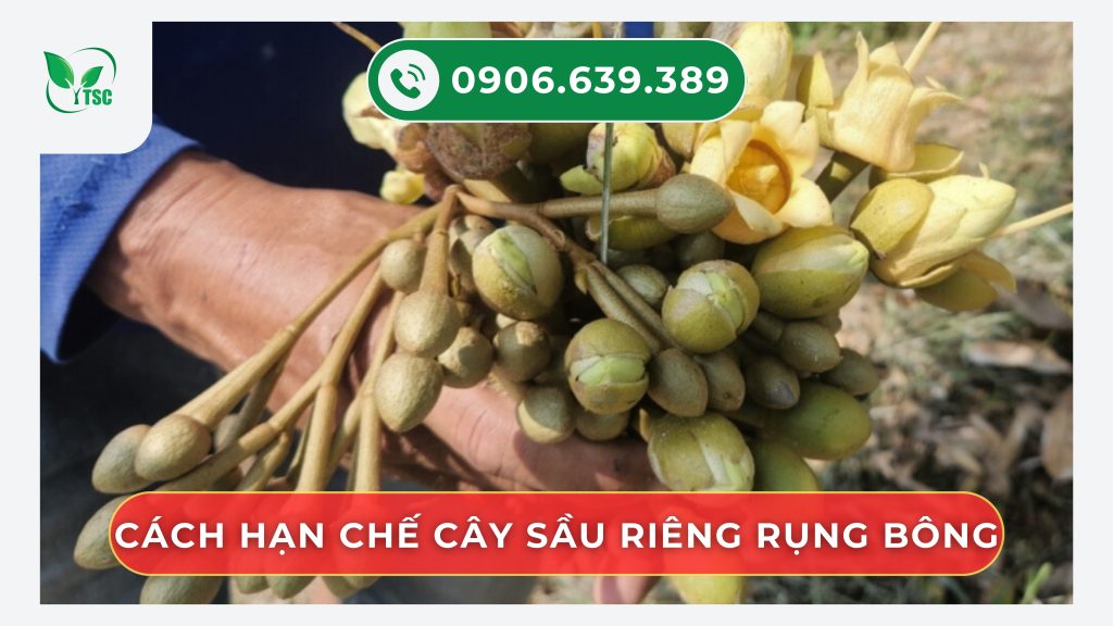 Giá sầu riêng hôm nay ngày 27/8/2025 - RI6 giảm sâu, sầu Thái giữ mức cao cach-han-che-cay-sau-rieng-rung-bong