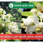 Làm bông cây bưởi mùa nghịch – Quy trình 5 bước chuẩn kỹ thuật giúp hoa nở rộ, đậu trái sai quả
