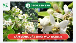 quy-trinh-5-buoc-lam-bong-cay-buoi-mua-nghich