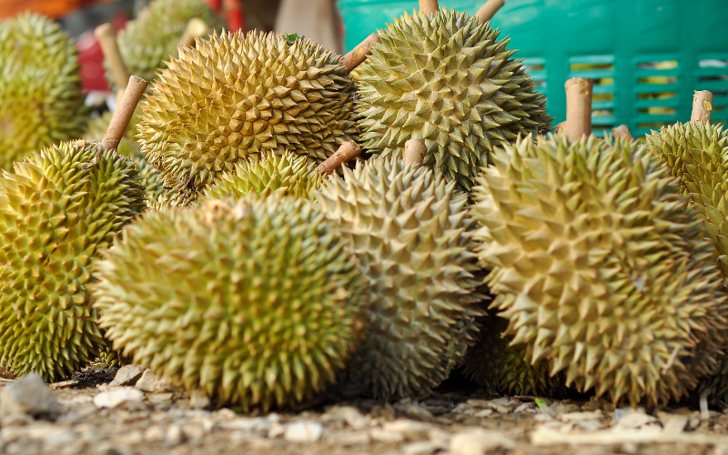 gia-sau-rieng-hom-nay